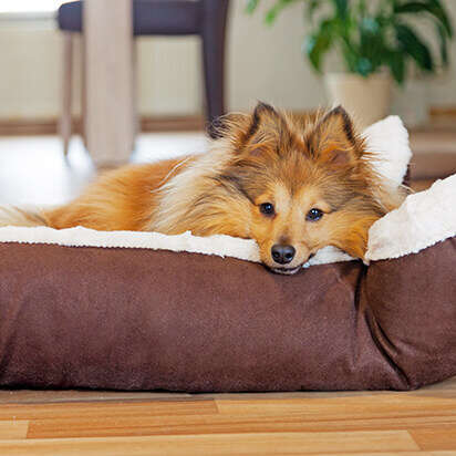 hundezubehoer bubblenavibild